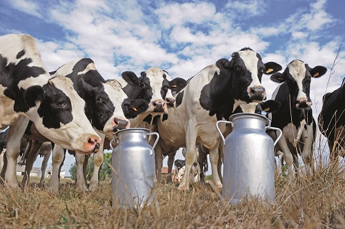 Минсельхоз ставит задачу к 2020 году довести молочную продуктивность коров в сельхозорганизациях в среднем по России до 6 тыс. кг