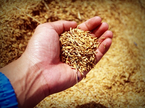 Сохранность и качество зерна:  определяем влажность при хранении