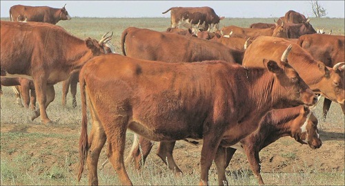 Успехи в развитии и распространении калмыцкой породы крупного рогатого скота в России – пример работы с племенным мясным поголовьем
