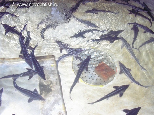 Элитная отрасль аквакультуры: В Тюмени обсудили развитие российского осетроводства