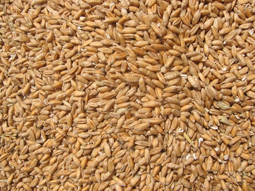 Эффективность прменения препаратов фуницидного действия группы компаний «МТС Агро-Альянс» на яровой пшенице в условиях Курганской области