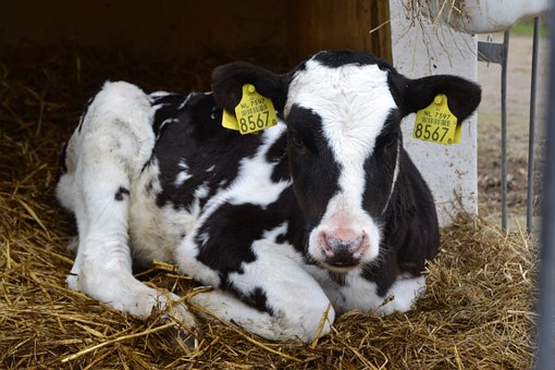В молочной отрасли Челябинской области растёт продуктивность коров