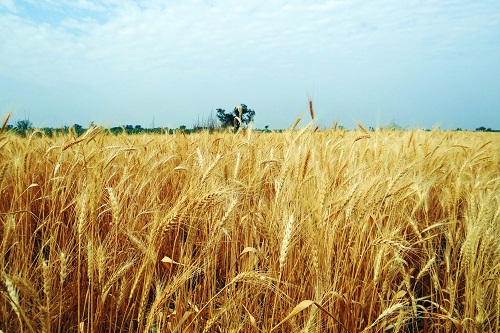 Бессменное возделывание пшеницы: различные технологии