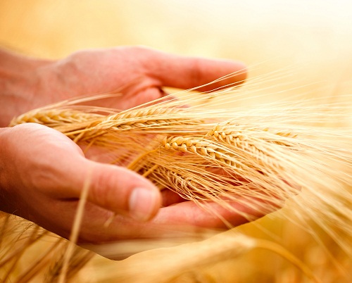 Урожайность пшеницы в зернопаровом севообороте в зависимости от технологии возделывания и фонов минерального питания