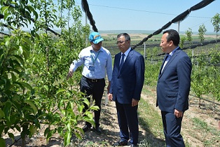 На юге Казахстана площадь интенсивных садов увеличится
