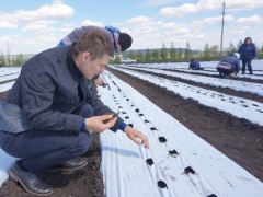 В Самарской области хозяйство заложило плантацию земляники с капельным орошением на 10 га
