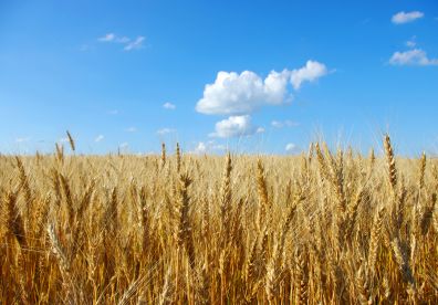 В Саратовской области планируют собрать не менее 4 миллионов тонн зерна