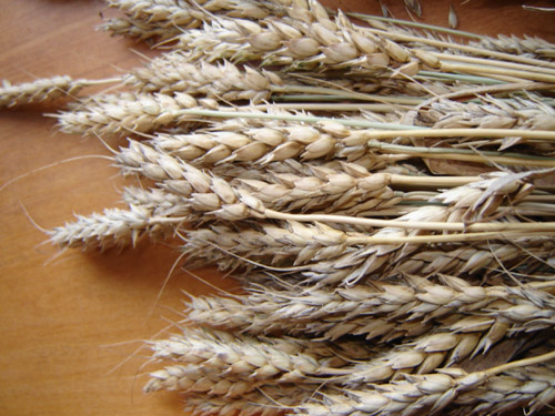 Определение эффективности послевсходовых гербицидов против широколистных сорняков в посевах яровой пшеницы производства ГК МТС Агро-альянс