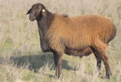 Казахстан является единственным обладателем уникальной скороспелой ордабасинской породы овец