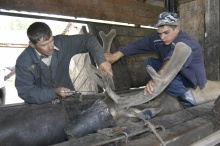 В Алтайском крае начинается сезон срезки пантов маралов и пятнистых оленей