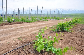 На юге Казахстана на каменистой почве успешно выращивают виноград