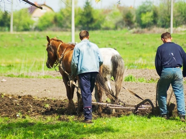 В Челябинской области состоялись конкурсы на получение фермерских грантов
