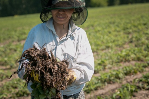 В Новосибирской области садоводческим сельхозпредприятиям выделят более 17,6 млн рублей господдержки