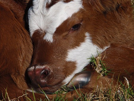 В Челябинской области хорошую динамику демонстрирует молочное животноводство
