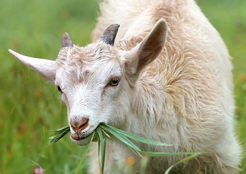 В Свердловской области ученые получат гранты на адаптацию французских коз и создание нового гибрида огурца