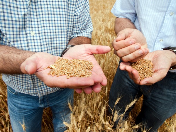 Красноярские ученые нашли устойчивые к засухе виды пшеницы