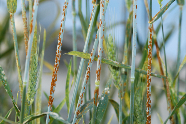 Листостеблевые болезни пшеницы: эффективные пути регулирования
