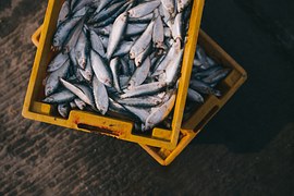 Новосибирская область стала лидером среди регионов Сибири по производству товарной рыбы