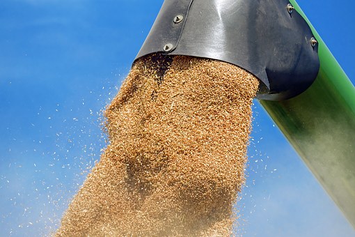 Экспорт пшеницы увеличился на 9,3