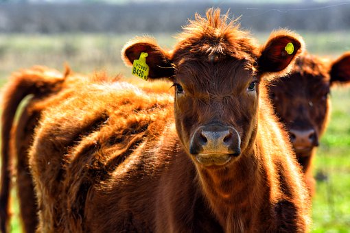В Татарстане сокращается поголовье коров в личных подворьях