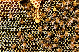 В Алтайский край для обмена опытом приехали пчеловоды из Франции