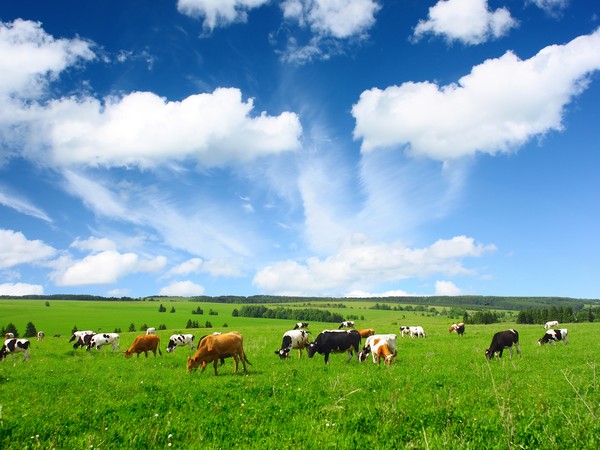 Новосибирская область – вторая в стране по поголовью молочных коров