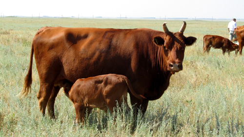 Эффективность двухпородного скрещивания:  казахский белоголовый скот и производители высокорослых мясных пород