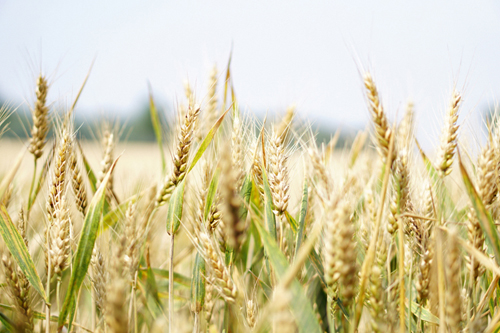 Озимая пшеница в Зауралье