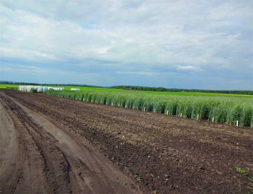 Озимые зерновые культуры в условиях  Свердловской области: сроки посева и урожайность