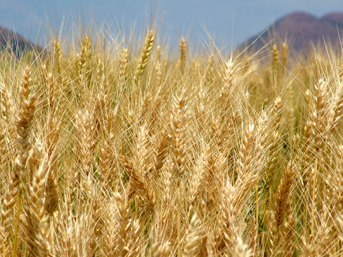 Надо сначала научиться выращивать пшеницу, а потом уже переходить на другие культуры