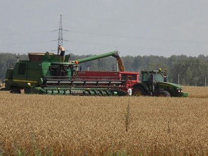 В Кузбассе выросла урожайность озимых зерновых