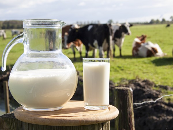 Производство молока в сельхозорганизациях выросло на 2,7%