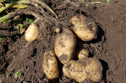 В Челябинской области состоялся «День картофельного поля»
