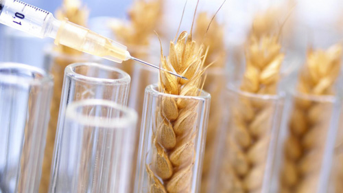 Генетически модифицированные семена и полевые культуры: производство, хранение и использование