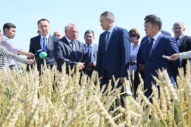 В Казахстане средняя урожайность зерновых культур в текущем году прогнозируется на уровне 12,6 ц/га