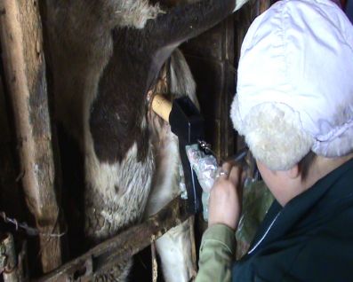Современная техника искусственного осеменения коров