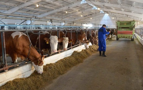 В Павлодарской области растет количество молочно-товарных ферм