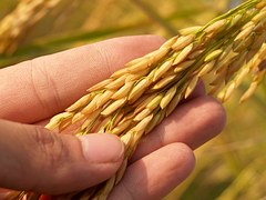 Аграрии Ульяновской области намолотили более 1,5 млн т зерна
