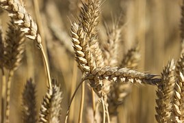 В Алтайском крае уменьшение площадей зерновых составило более 500 тысяч га