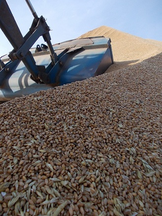 Аграрии Тюменской области намолотили миллион тонн зерна