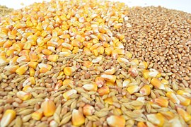 Минсельхоз ведет активную работу по созданию программ поддержки экспортеров зерна