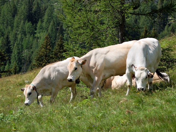 В Чувашии на 1 рубль прямых субсидий инвестиции в развитие животноводства составляют 2,5 рубля