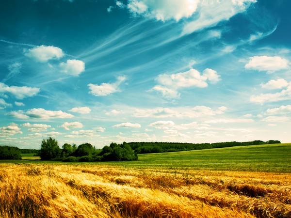 В Пензенской области планируют завершить уборку зерновых в течение ближайшей недели