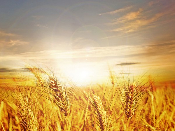В Красноярском крае урожайность зерновых в этом году несколько ниже прошлогодней