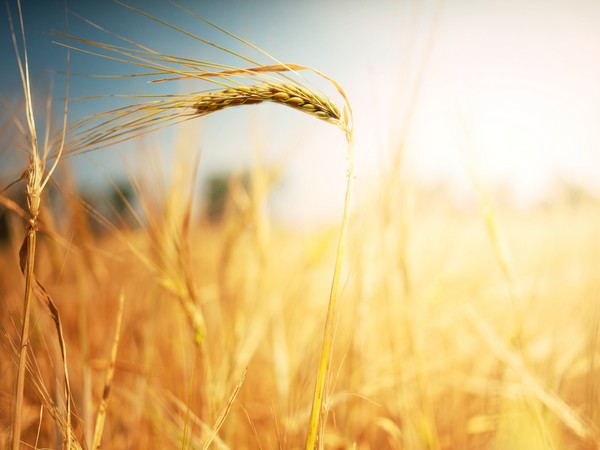 В Свердловской области собрано 600 тыс. т зерна