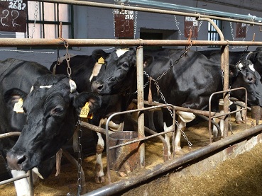 В Омской области поголовье крупного рогатого скота увеличилось более чем на 11% к уровню прошлого года
