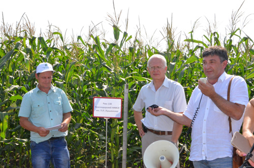 Производство кукурузы:  технология, семена, роль в посевах и рационах