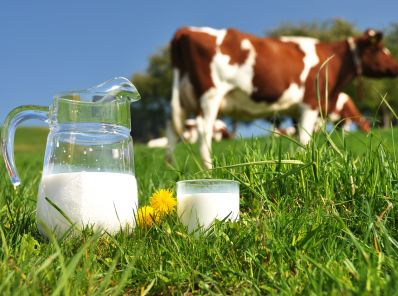 Валовой надой молока в Республике Башкортостан с начала года составил 365 тонн