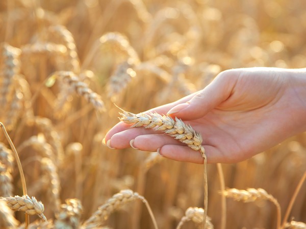 Аграрии Омской области намолотили около 3,3 млн тонн зерна