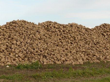 В Татарстане собрано более двух миллионов тонн сахарной свеклы